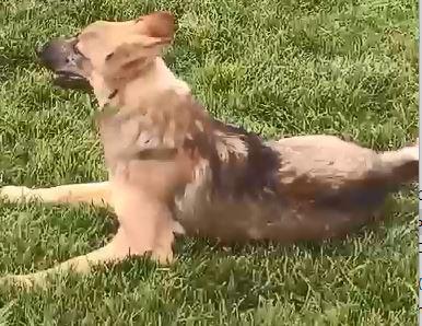 BOBB, fantastico cucciolone diversamente abile Foto 6